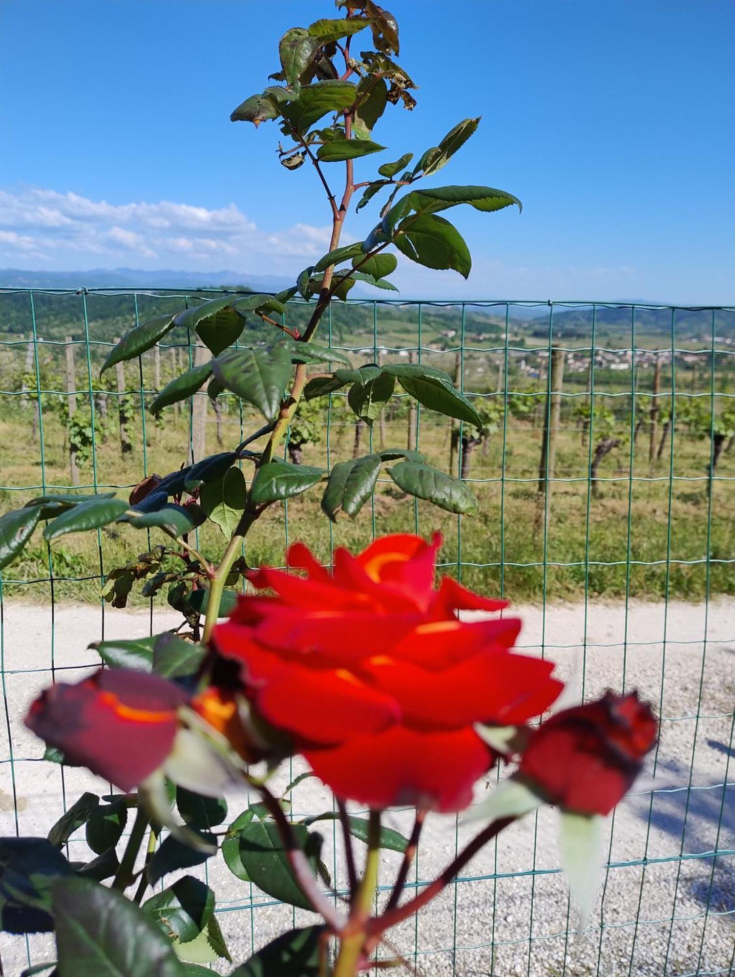Le Badie Wine Resort Rosazzo المظهر الخارجي الصورة